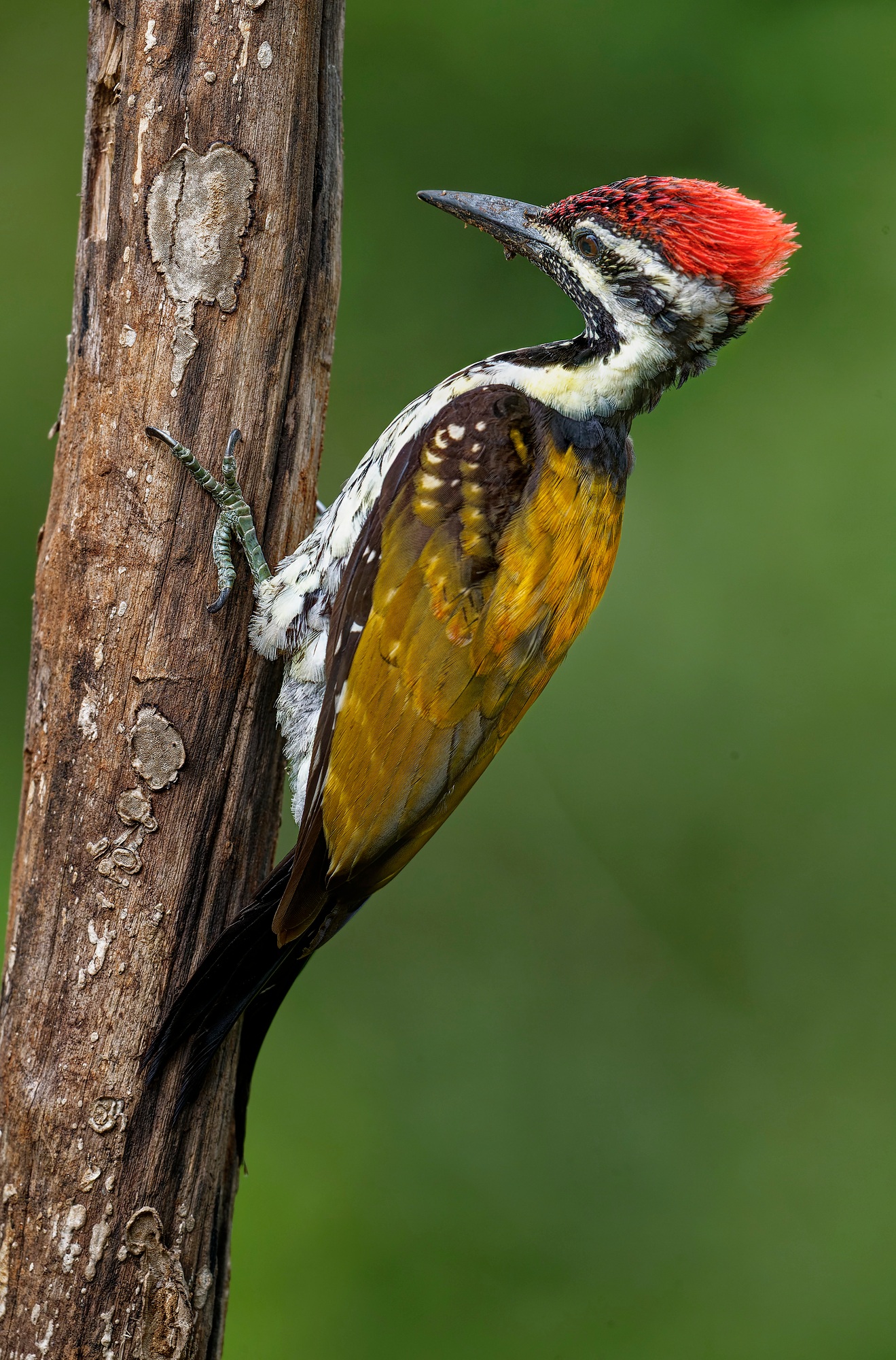 Hunt by pecking